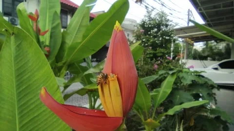 Two bees take turn flying into a plant Stock Footage 262625422