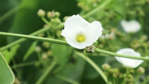 Two bees take turns sucking the nectar of the jasmine flower. Stock Footage 242569564
