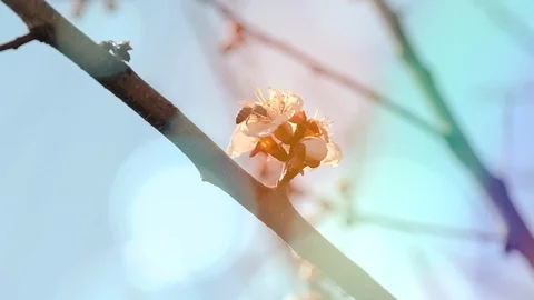 Two bees together in search of nectar in flowering apricot Stock Footage 106408272