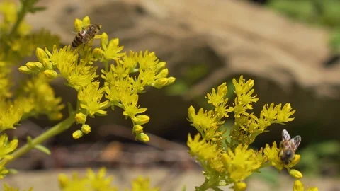 Two bees work on flowers, then one of them flies away Stock Footage 94485371