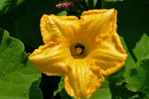 Two bees at work Stock Photos