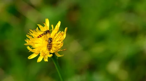Two bees on a yellow flower Stock Footage 39733449
