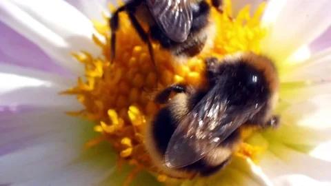 Two bees on a yellow flower. Stock Footage 78887026