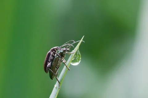 Two beetle crawls up on the grass outside Foto stock