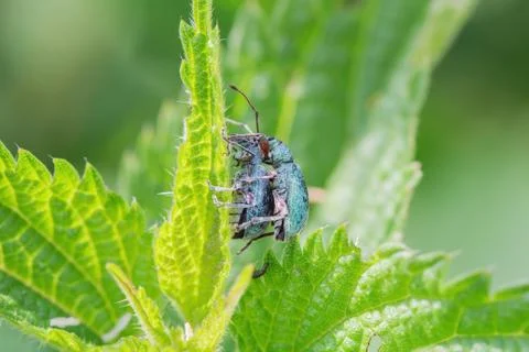 Two beetle crawls up on the grass outside Foto stock