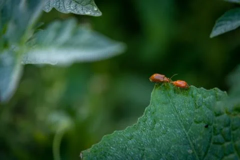 Two Beetle Ladybug Copulate On The Edge Of A Green Leaf, Shallow Depth Of Fie Foto stock