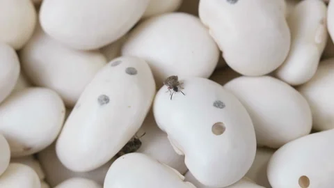 Two beetles ( Acanthoscelides obtectus ) are crawling on bean seeds. Stock Footage 121320461