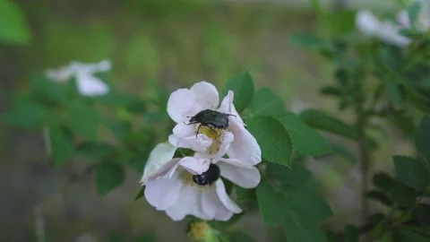Two beetles are climbing on a white flower. Insects, Bugs in the forest, Pests Stock Footage 197442505