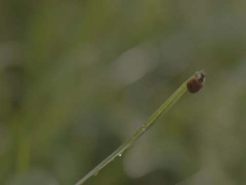 Two beetles on blade of grass Stock Footage 73706246