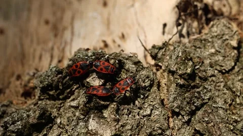 Two beetles blending into tree bark in a forest, showcasing their remarkable Stock Footage 277163634