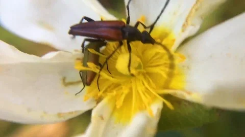 Two Beetles Feeding on Flower Pollen Macro Insect Interaction Stock Footage 109067692