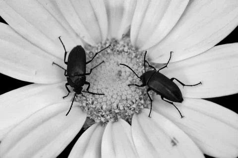 Two beetles on a flower Foto stock