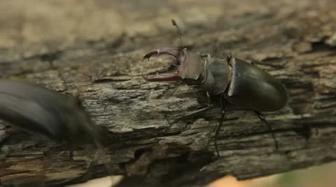 Two beetles 스톡 동영상 10925781