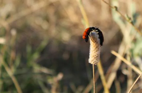 Two beetles on a grass inflorescence Stock Photos