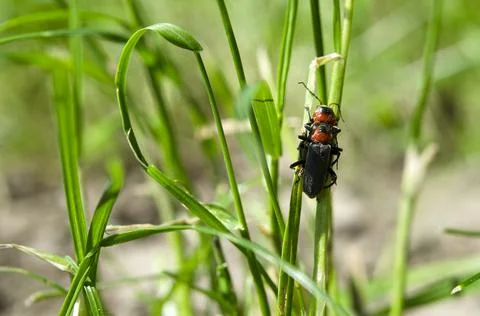 Two beetles in the grass process mating in the wild Stock Photos