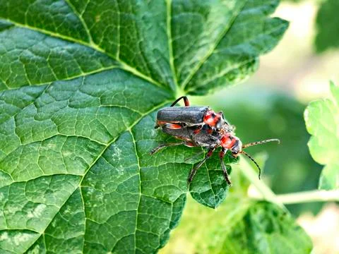 Two beetles on a green leaf in the garden Stock Photos
