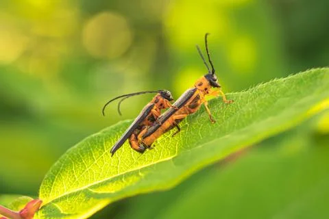 Two beetles on leaf Stock Photos