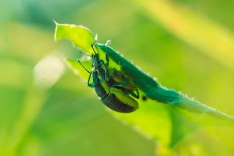 Two beetles mating on the grass macro photo Stock Photos