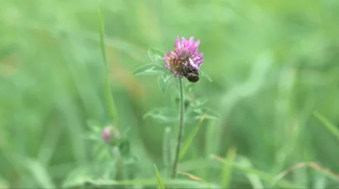 Two beetles mating on a pink flower Stock Footage 57402750