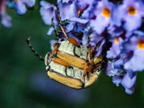 Two-beetles-mating-in-spring Stock Photos