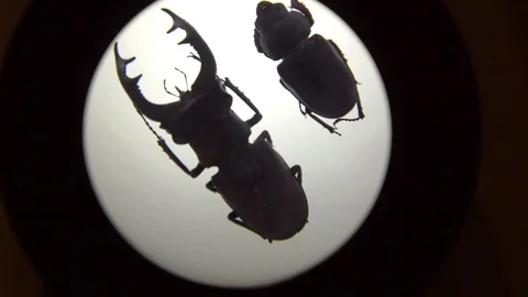 Two Beetles Under The Lens Stock Footage 98304130