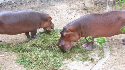 Two Behemoths eat grass on the ground at the Khao Kheow Open Zoo. Thailand Stock Footage 86296189