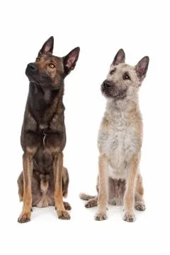 Two Belgian shepherd dogs Stock Photos