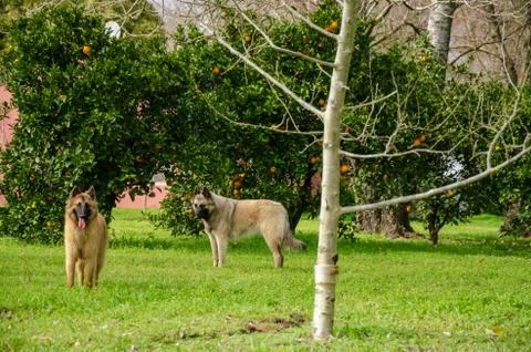 Two Belgian Shepherd playing next to orange and tangerine trees on a green fi Stock Photos