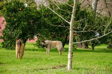 Two Belgian Shepherd playing next to orange and tangerine trees on a green fi Stock Photos