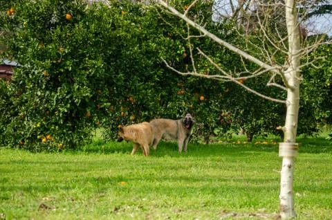 Two Belgian Shepherd playing next to orange and tangerine trees on a green fi Stock Photos