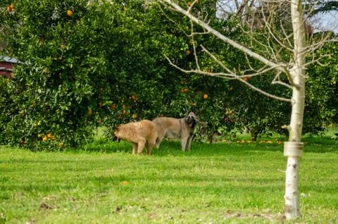 Two Belgian Shepherd playing next to orange and tangerine trees on a green fi Stock Photos
