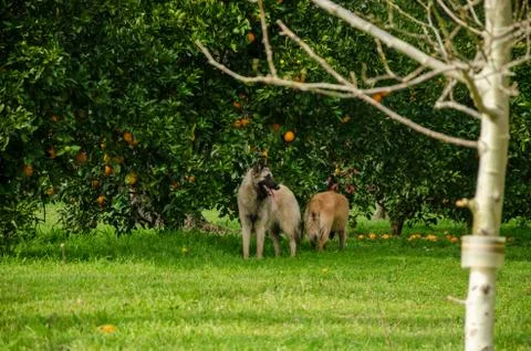 Two Belgian Shepherd playing next to orange and tangerine trees on a green fi Stock Photos