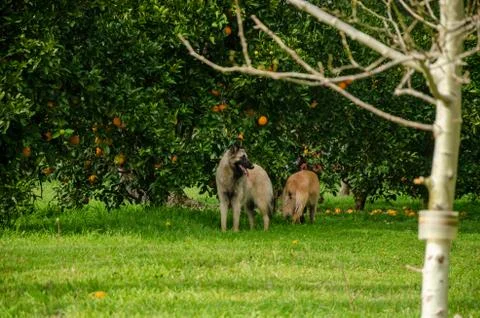Two Belgian Shepherd playing next to orange and tangerine trees on a green fi Stock Photos