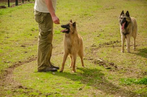 Two Belgian Shepherd with their trainer standing with a countryside landscape Stock Photos