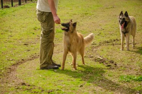 Two Belgian Shepherd with their trainer standing with a countryside landscape Stock Photos