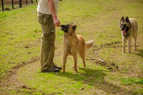 Two Belgian Shepherd with their trainer standing with a countryside landscape Stock Photos