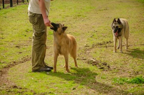 Two Belgian Shepherd with their trainer standing with a countryside landscape Stock Photos