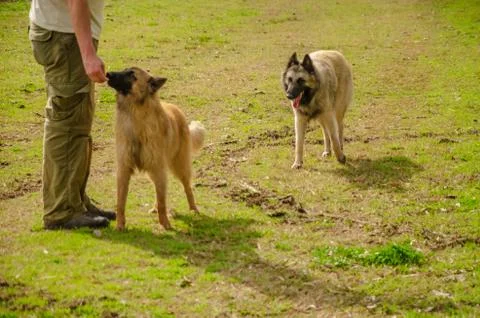 Two Belgian Shepherd with their trainer standing with a countryside landscape Stock Photos