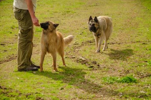 Two Belgian Shepherd with their trainer standing with a countryside landscape Stock Photos