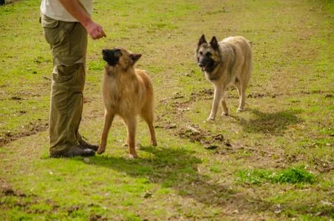 Two Belgian Shepherd with their trainer standing with a countryside landscape Stock Photos