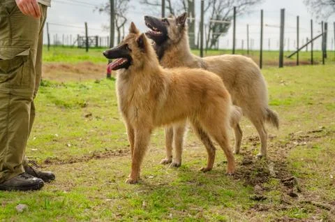Two Belgian Shepherd with their trainer standing with a countryside landscape Foto stock