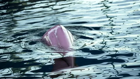 Two beluga whales breach surface slow motion Stock Footage 165378625