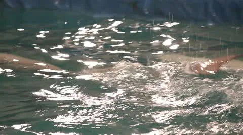 Two beluga whales slapping their tails on the water (applaud) Stock Footage