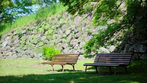 Two benches in fresh green tree Stock Footage 75715810