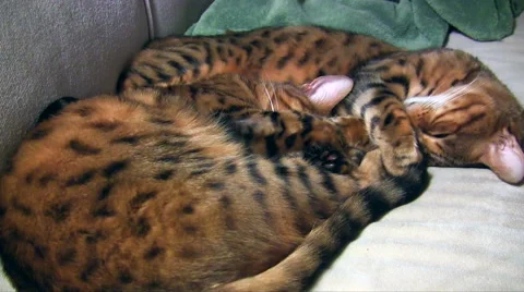 Two bengal cat brothers sleeping curled up together, breathing deeply Stock Footage 45092067