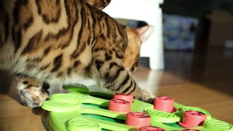 Two bengal cats kittens playing with a toy Stock Footage 225397750