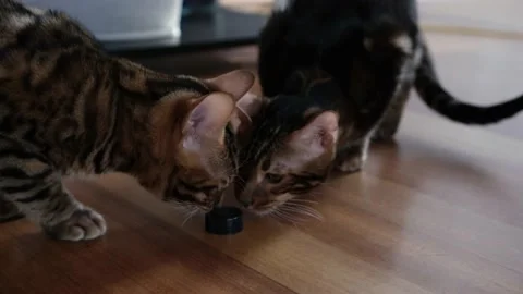 Two bengal cats kittens playing with a bottle cap Stock Footage 225399409