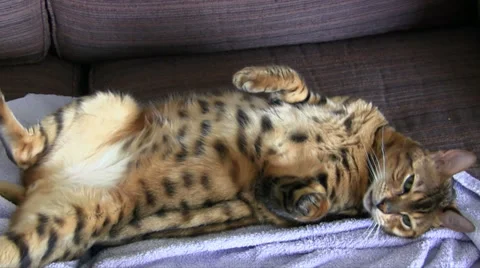 Two Bengal cats, one lying on his back Stock Footage 34211481