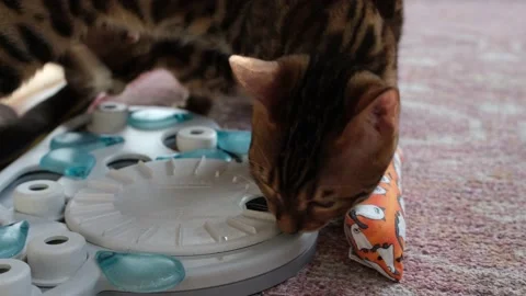 Two Bengal Cats Playing With a Toy Stock Footage 225396818