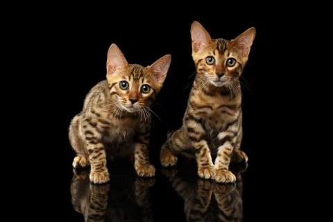 Two Bengal Kitty Looking in Camera on Black Foto stock